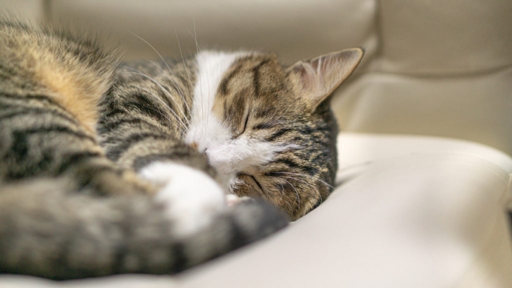 ベッドで寝ている猫

自動的に生成された説明