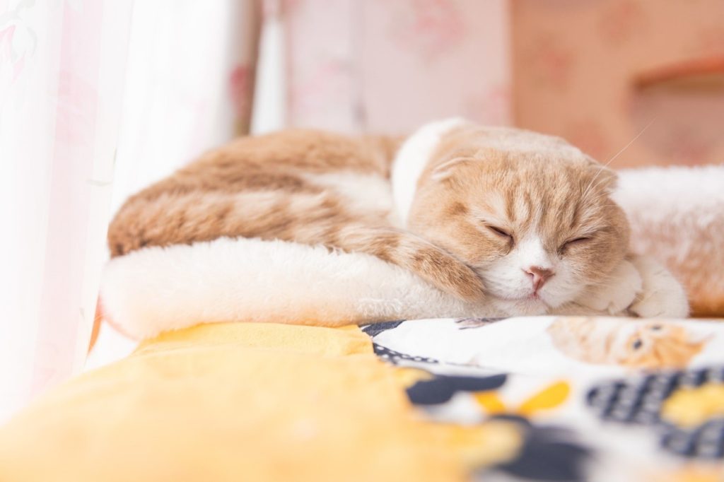 ベッドで寝ている猫

自動的に生成された説明