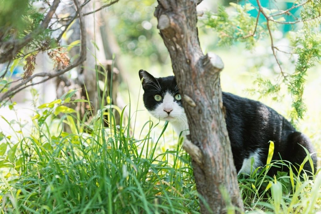 茂みにいる猫

自動的に生成された説明